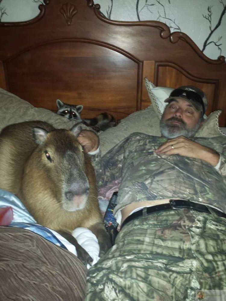 Không trách ai, capybara cũng chẳng tha thứ nữa