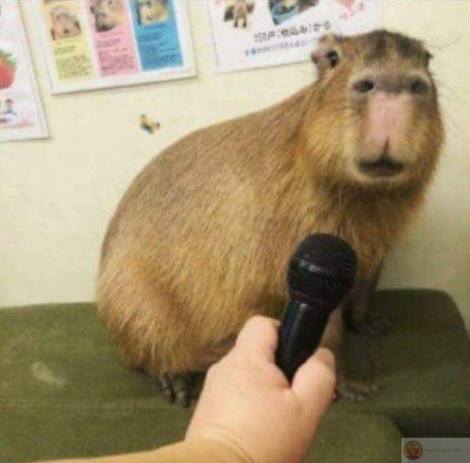Làm việc mệt quá, ngồi như capybara vậy