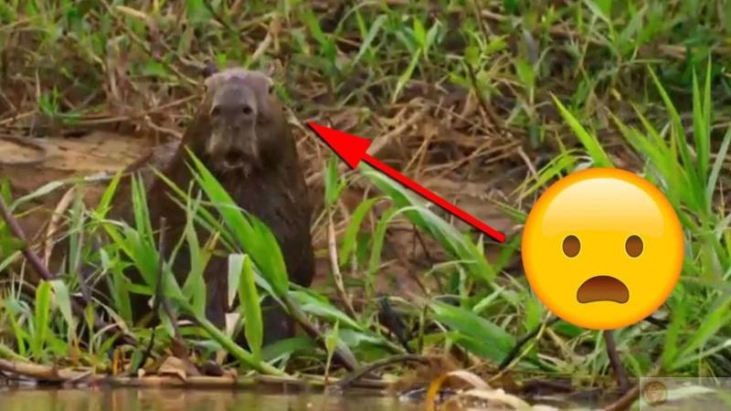 Sáng thứ hai nhưng capybara vẫn chưa tỉnh