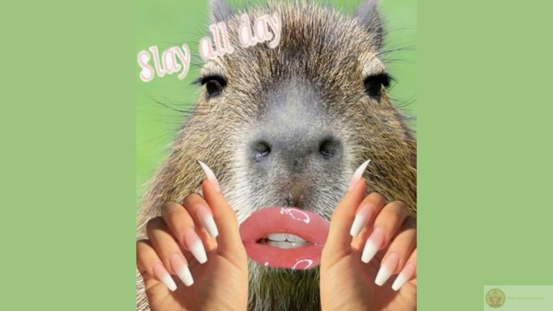 Người ta hét, capybara nhắm mắt mặc kệ