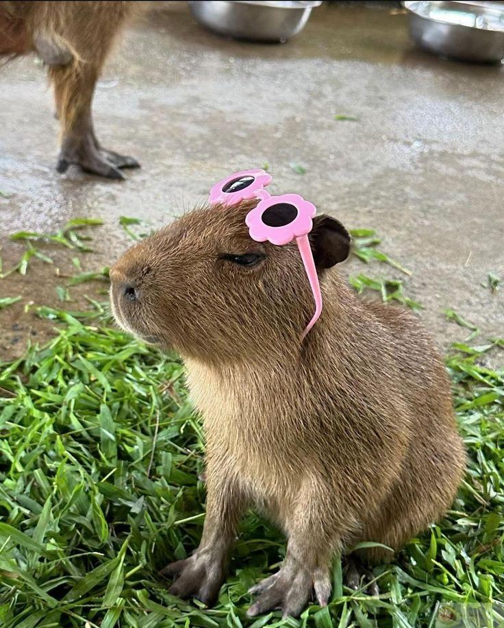 Capybara nghe tim đập, như để nhắc mình vẫn còn sống