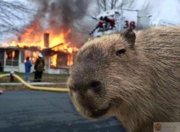 Capybara meme tồn tại để an ủi loài người
