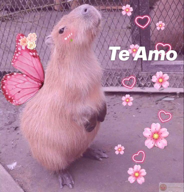 Capybara ngồi đó, không hề phiền lòng