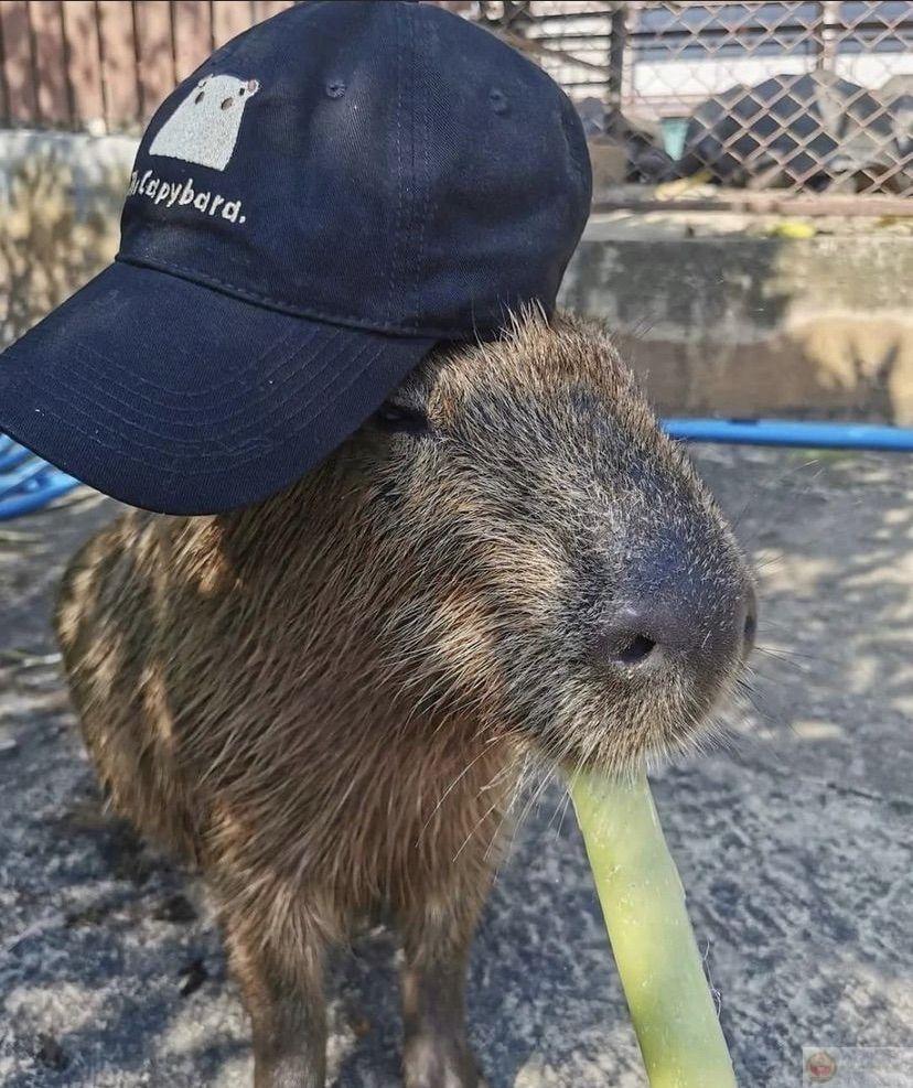 Capybara ngồi nhìn nắng tắt như đang nhìn thời gian