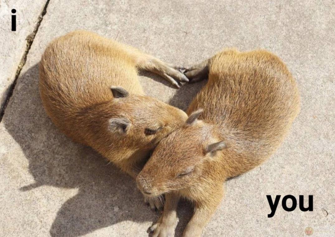 Capybara sống như thể không ai nhớ đến