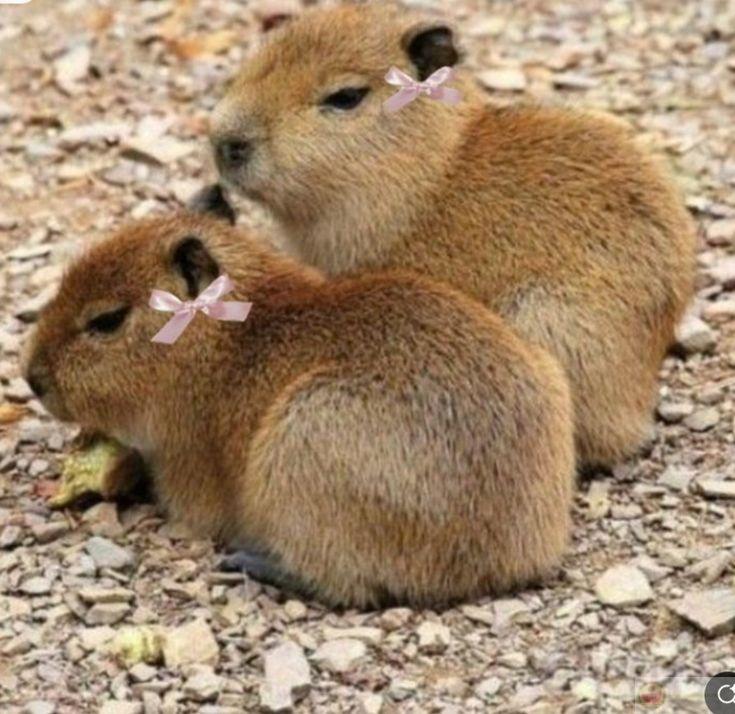 Capybara sống giữa thế giới mà không ai nhìn thấy
