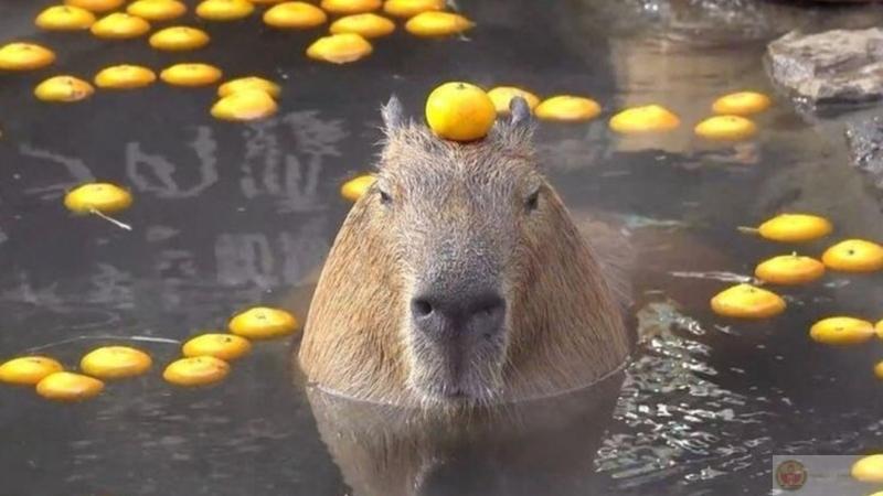 Meme Capybara cầm dao