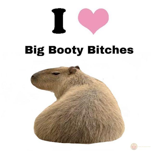Capybara thấy bình yên trong những ngày không ai gọi