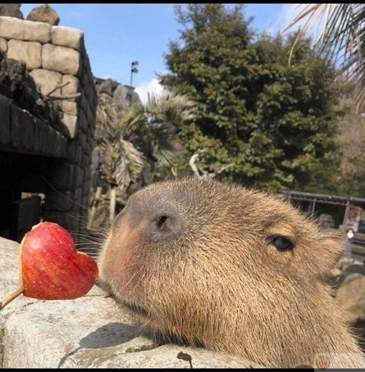 Capybara từng tin vào điều đẹp, giờ chỉ tin vào im lặng