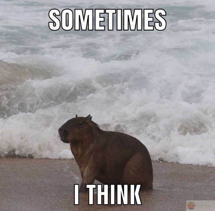 Chẳng cần nói gì, capybara vẫn nổi bật