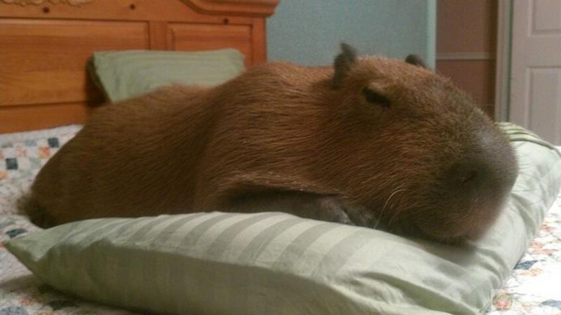 Meme capybara