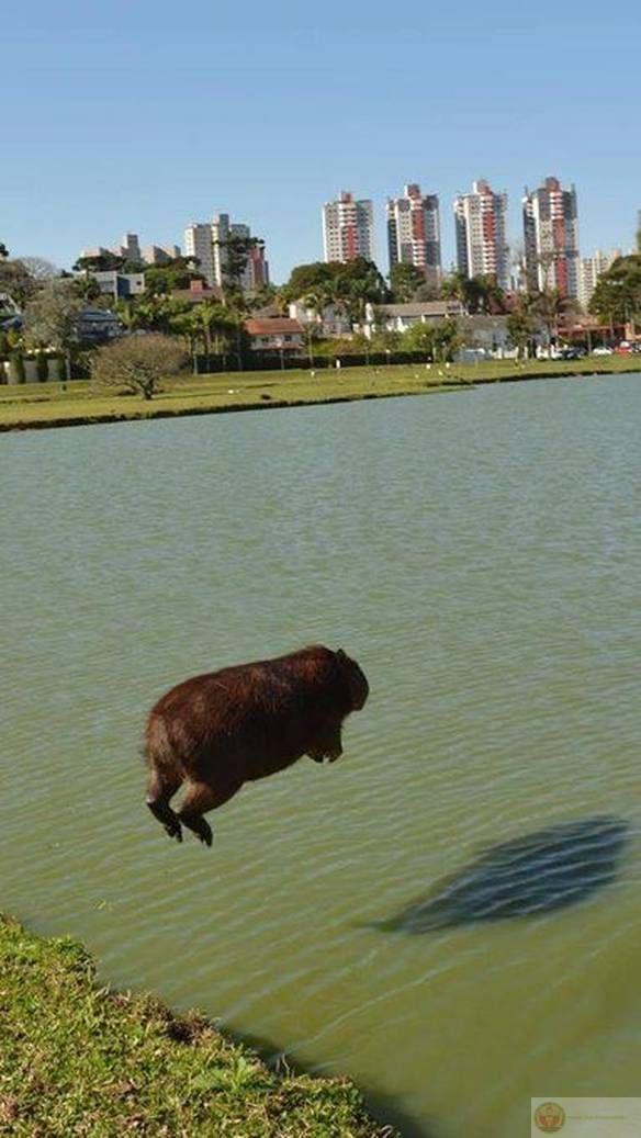 Có những đêm dài capybara chẳng nhớ nổi mình là ai