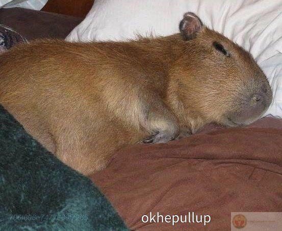 Có những cơn đau capybara chẳng gọi tên được nữa