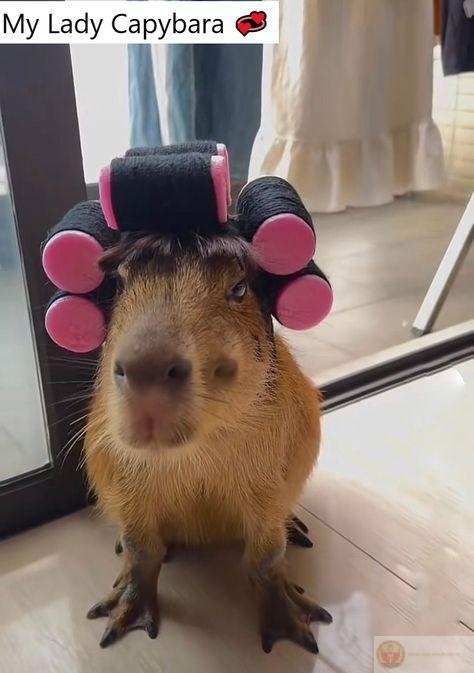 Có thể ai đó quan trọng, nhưng capybara thì không nghĩ vậy