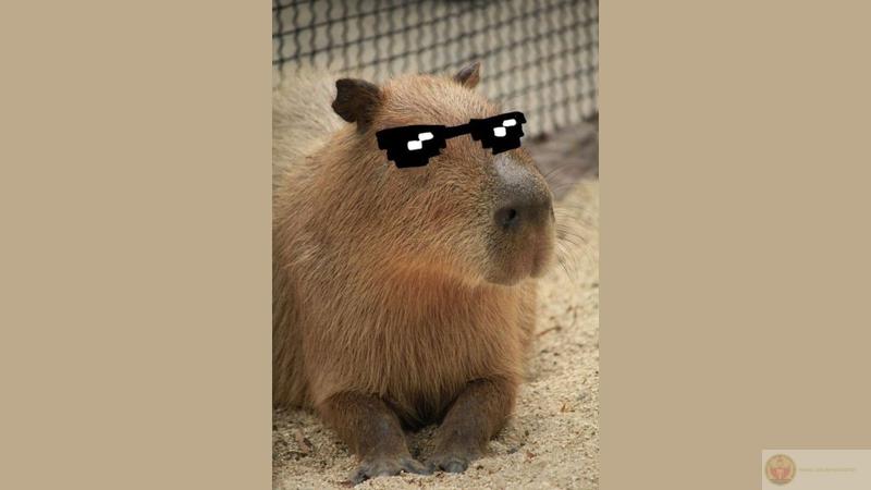 Hình ảnh Capybara cute vô tri