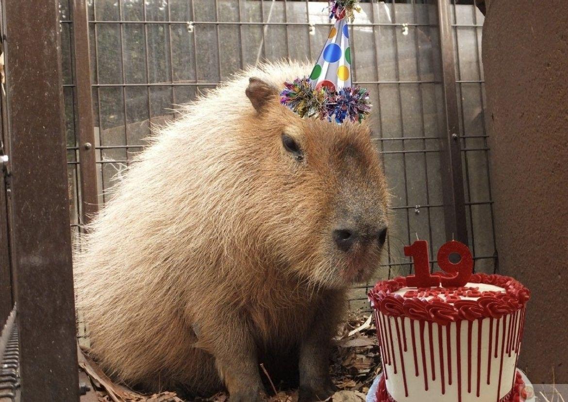Có những ngày capybara sống như đã chết