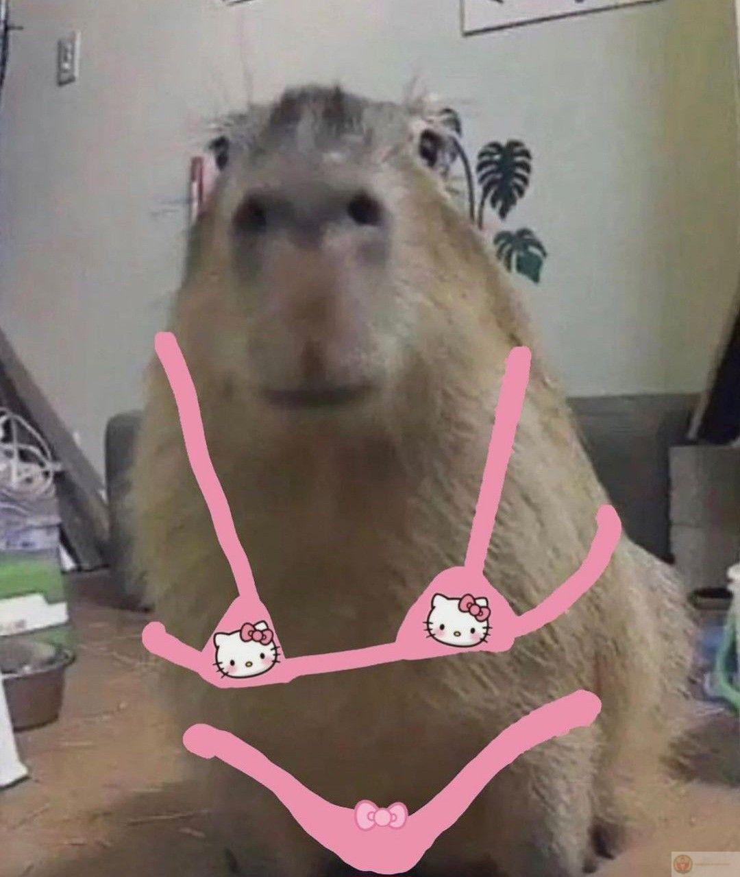 Cứ như capybara, mặc kệ drama thiên hạ