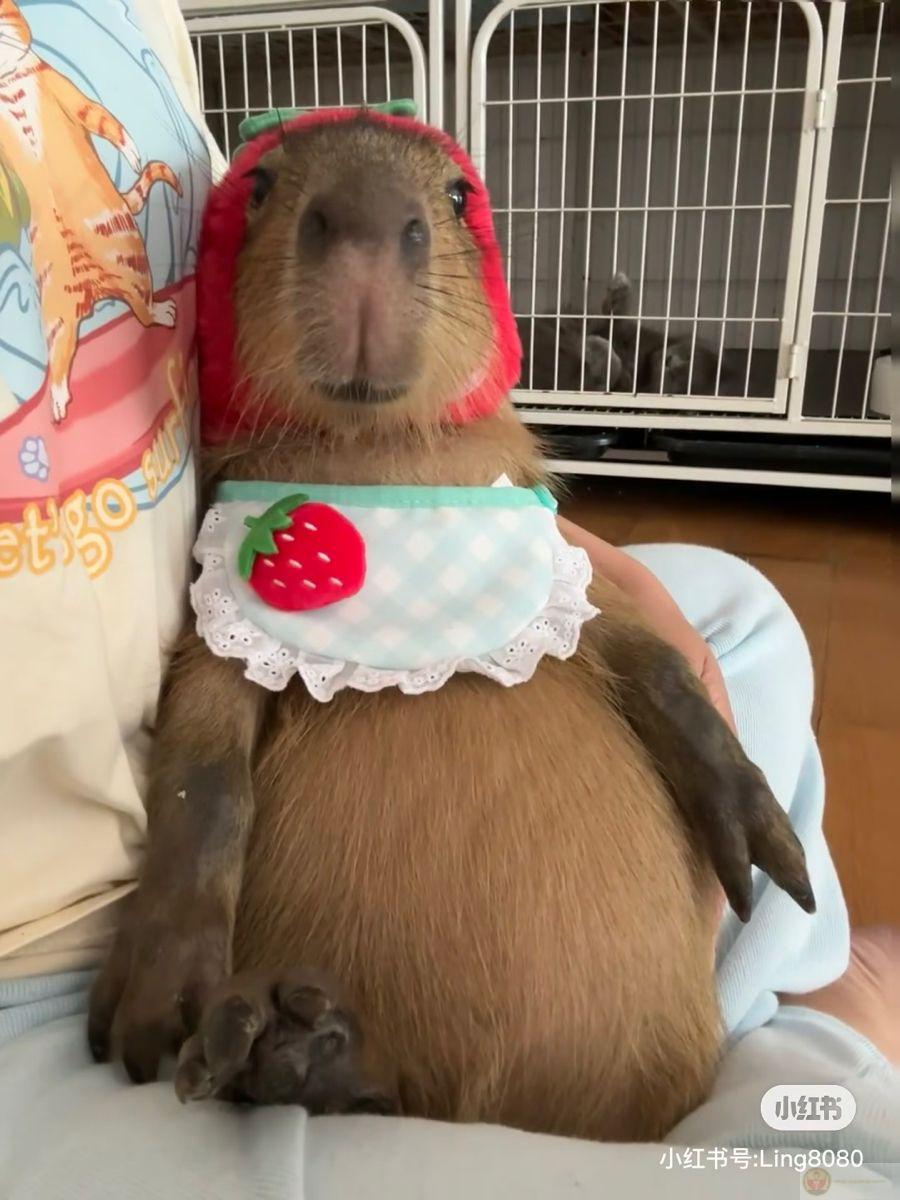 Cuộc đời là suối, capybara là cục đá