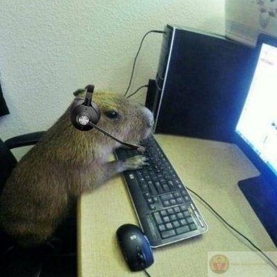 Đang họp hành căng thẳng, capybara thả tim
