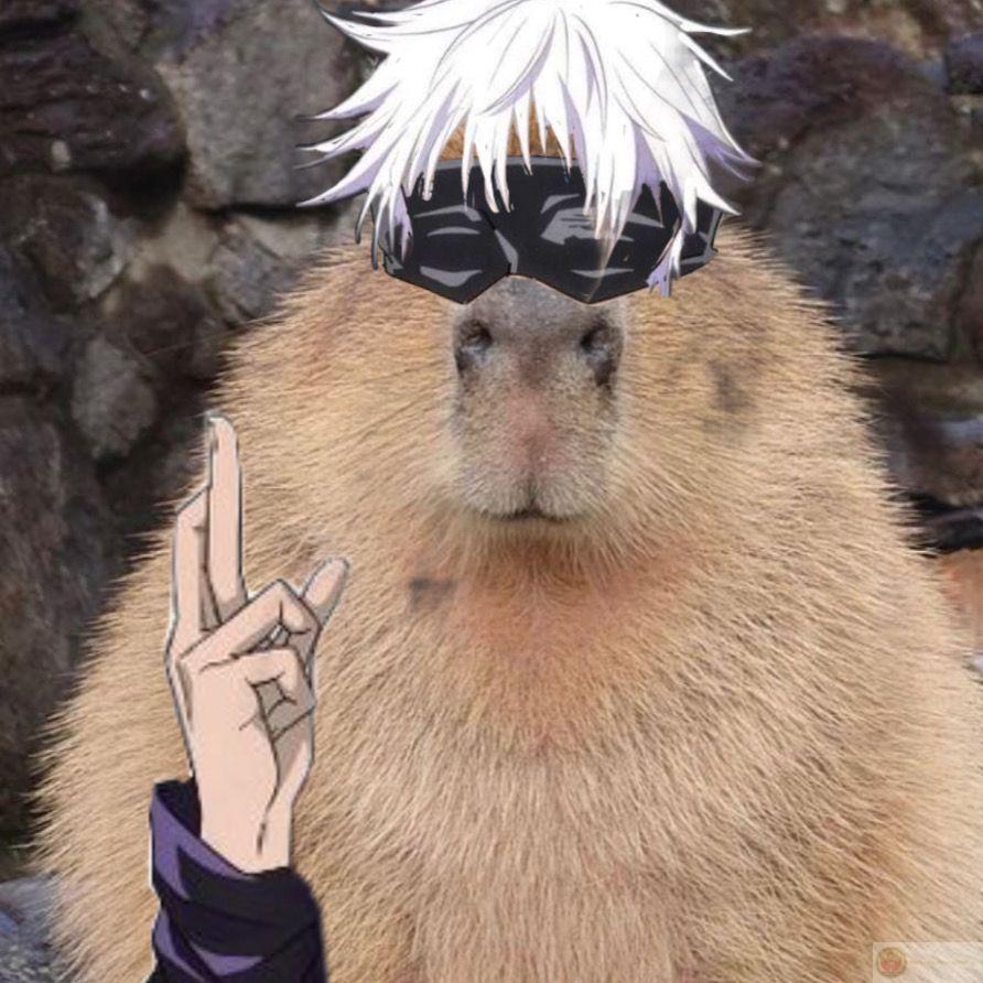 Deadline dí, capybara vẫn ung dung