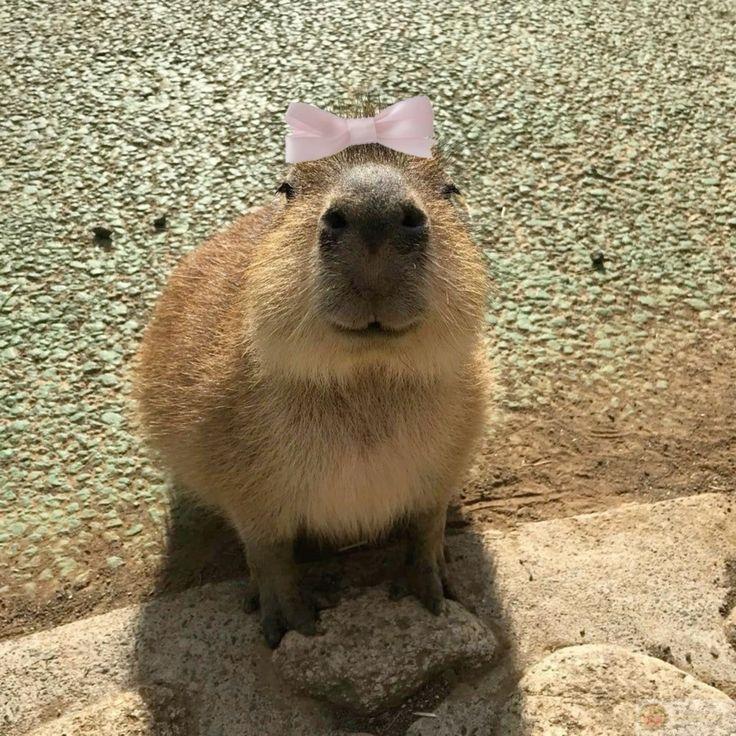 Định mệnh đã an bài: capybara là vibe