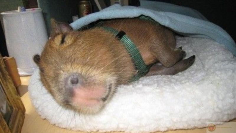 Ảnh Capybara vô tri