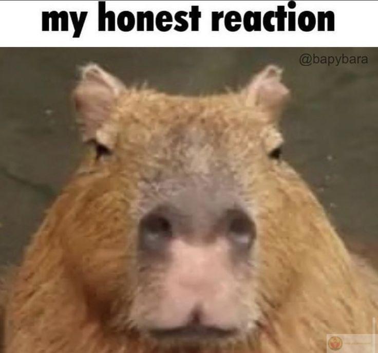 Giữa dòng đời, capybara chọn im lặng