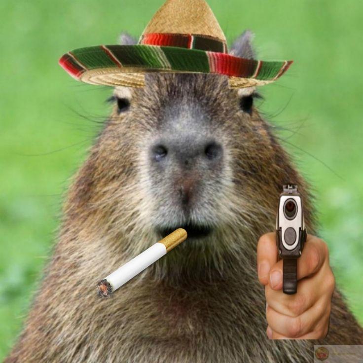 Hãy là capybara, không là ai khác