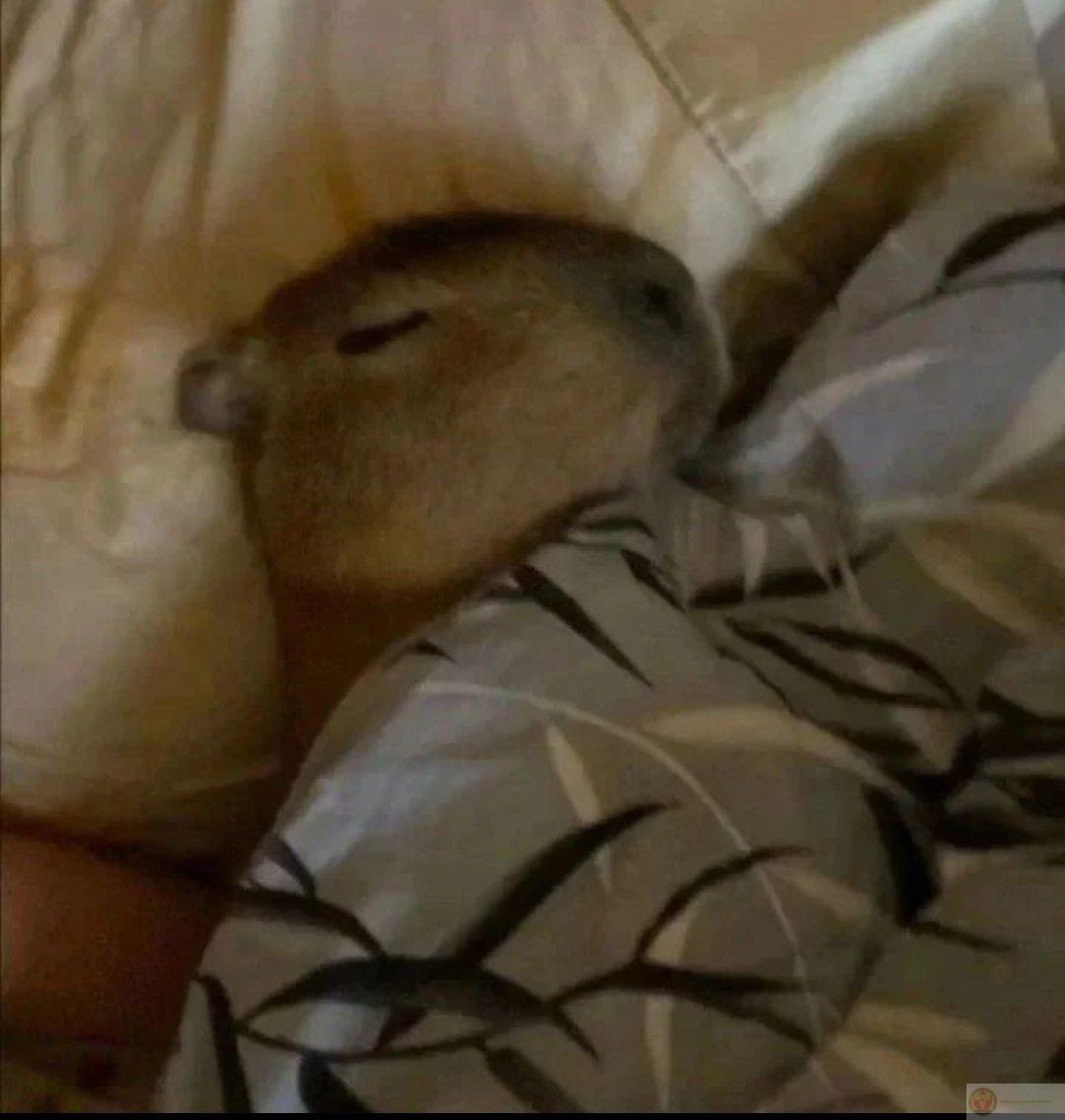Hòa mình vào thiên nhiên như capybara nhé