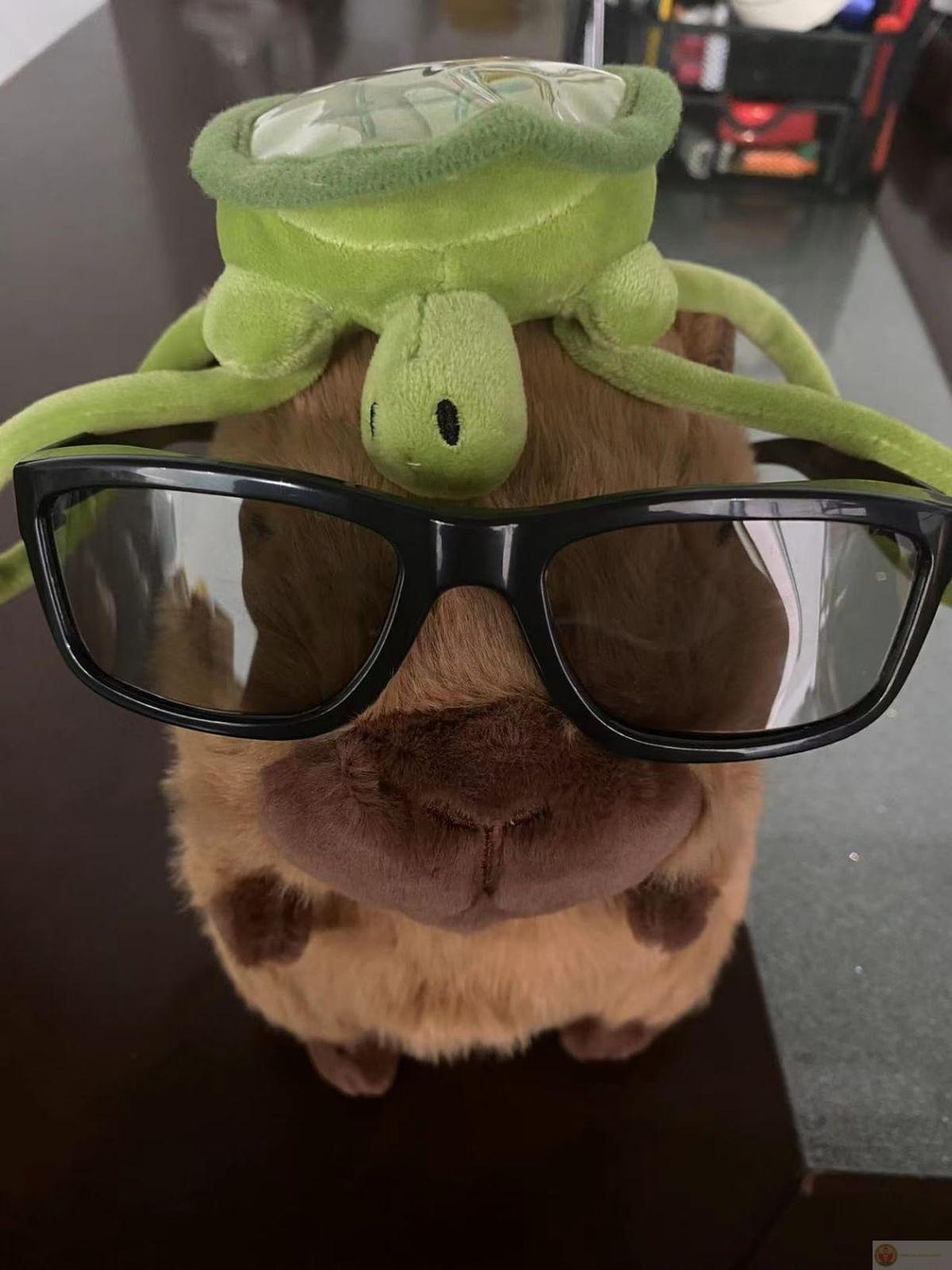 Khi im lặng quá lâu, capybara trở thành sự thật