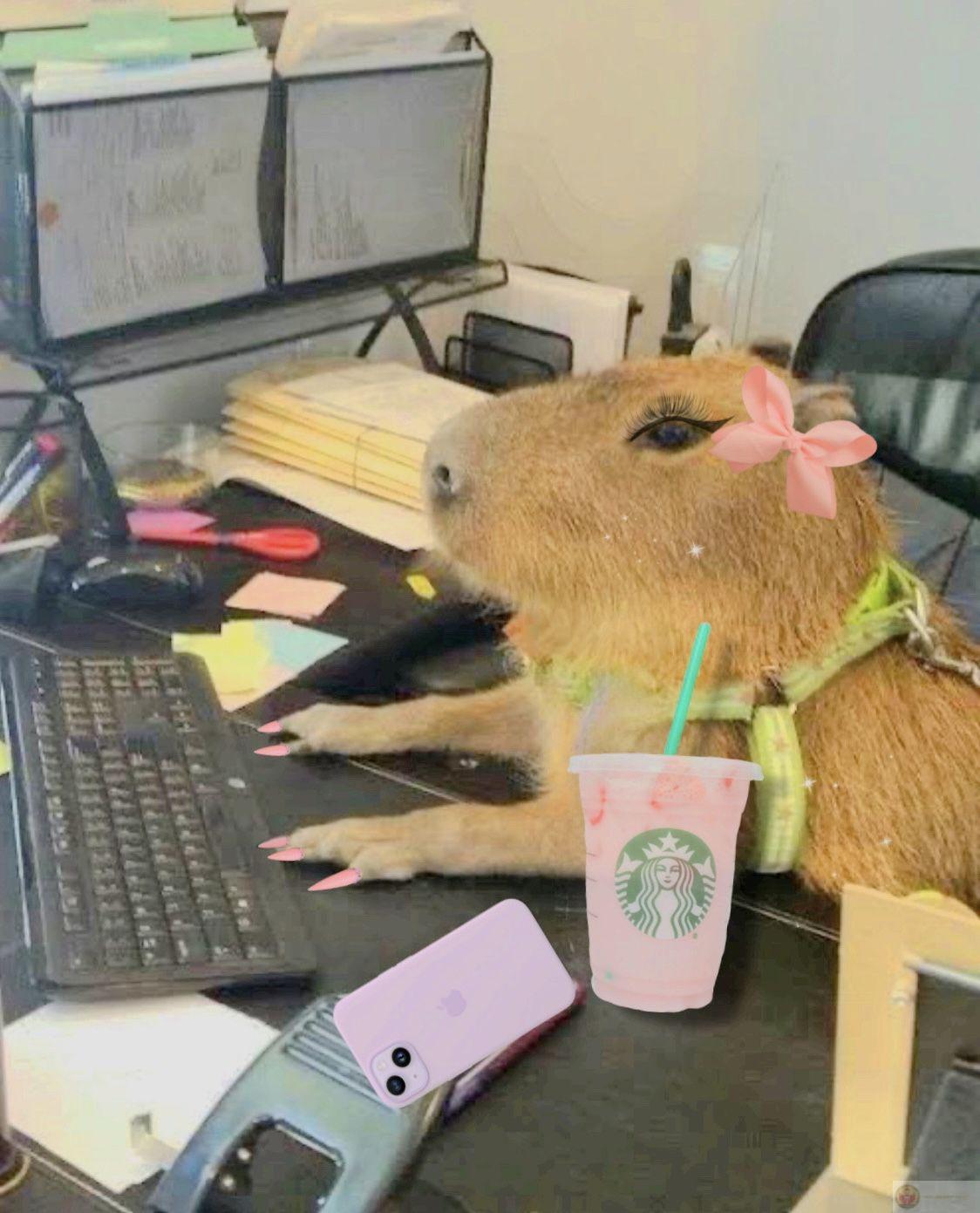 Khi cuộc sống tát, mình nằm như capybara
