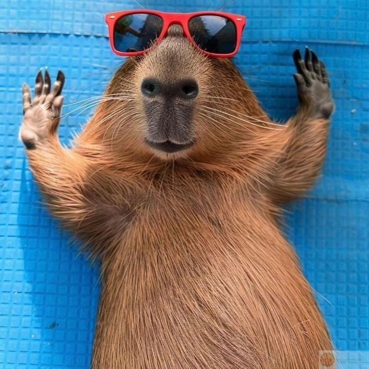 Không có nơi để về, capybara dừng lại bất kỳ đâu