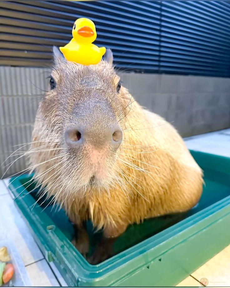 Không mong gì cả, capybara thấy nhẹ hơn