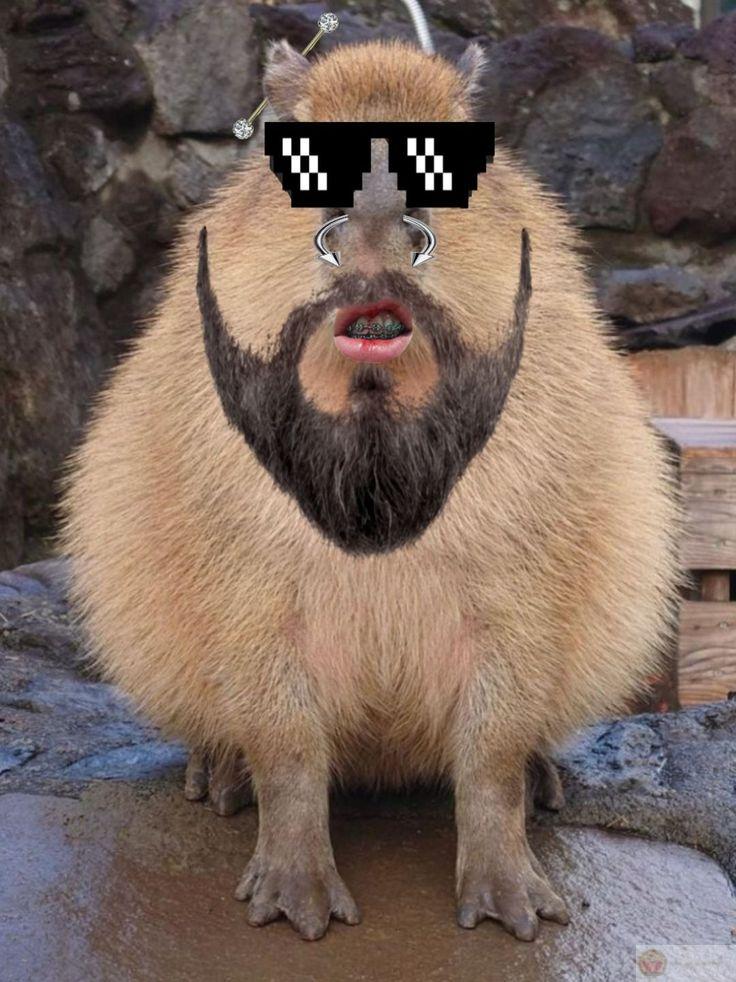 Không muốn giải thích, capybara để mọi thứ trôi qua