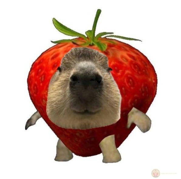 Không ngủ trưa, capybara sẽ buồn đấy
