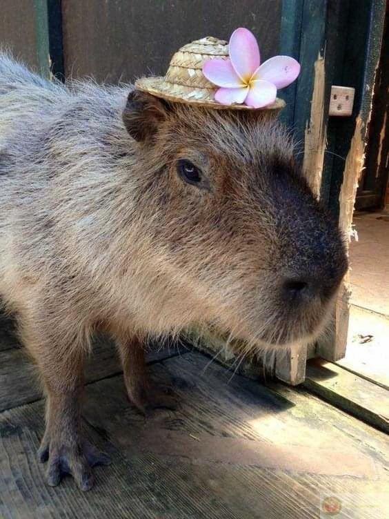 Không phải vô cảm, chỉ là capybara không còn kỳ vọng