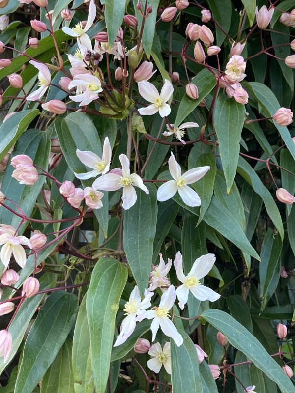 Green Gardening With Ann Lovejoy