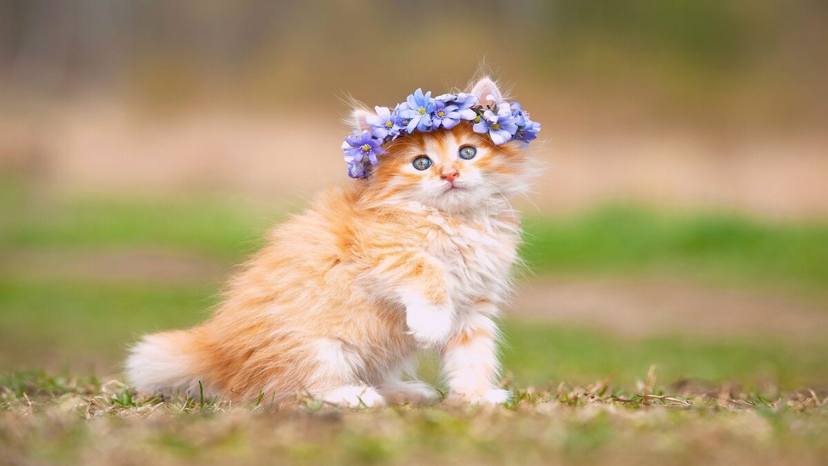 Background cute mèo con xinh xắn