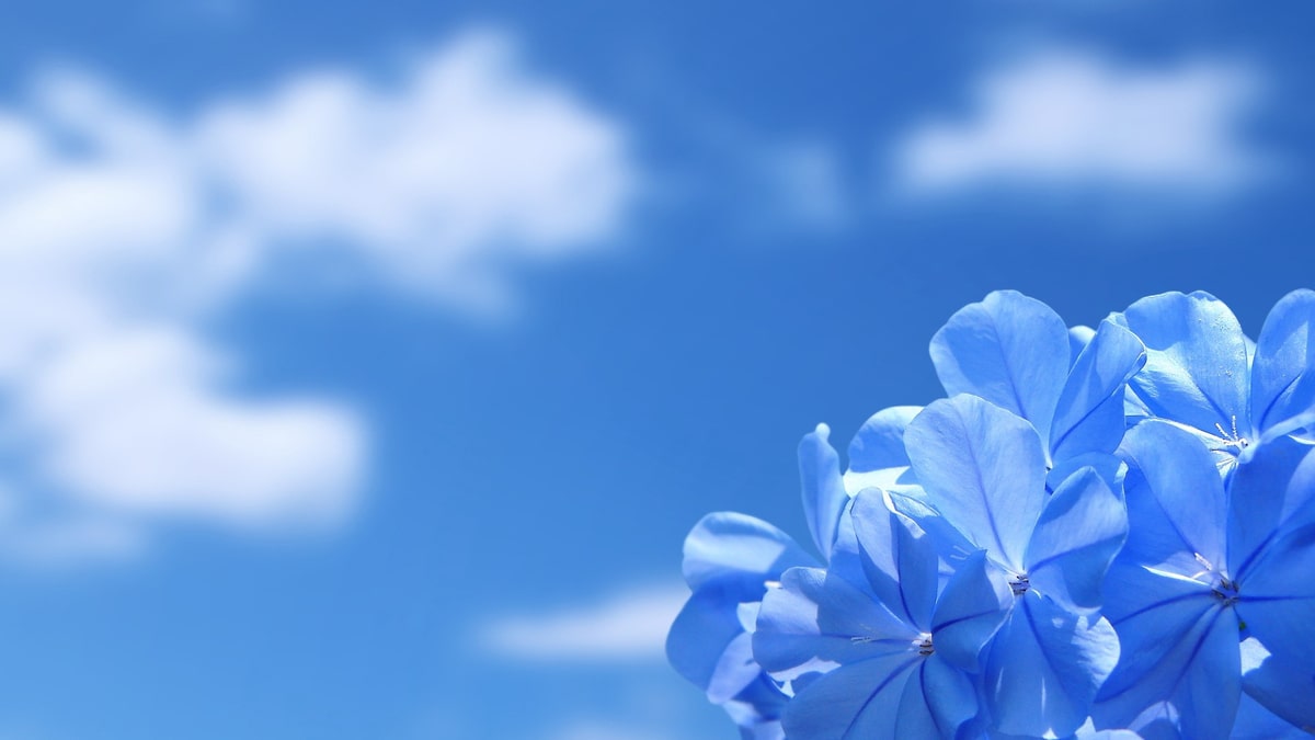 Background cute màu xanh bầu trời dễ thương