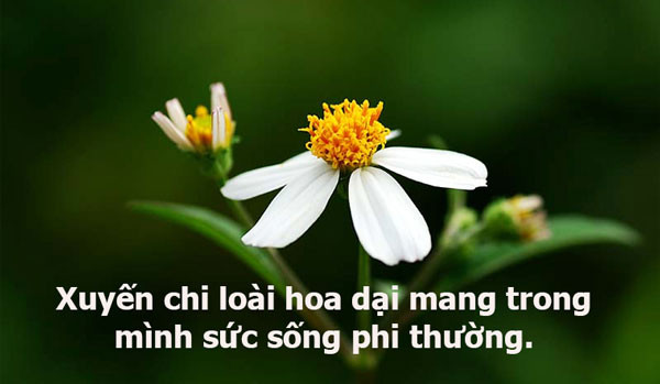 Cụm hoa xuyến chi dại nhỏ xinh khoe sắc giữa thiên nhiên, tượng trưng cho những cap hài hước về hoa dại kiên cường.
