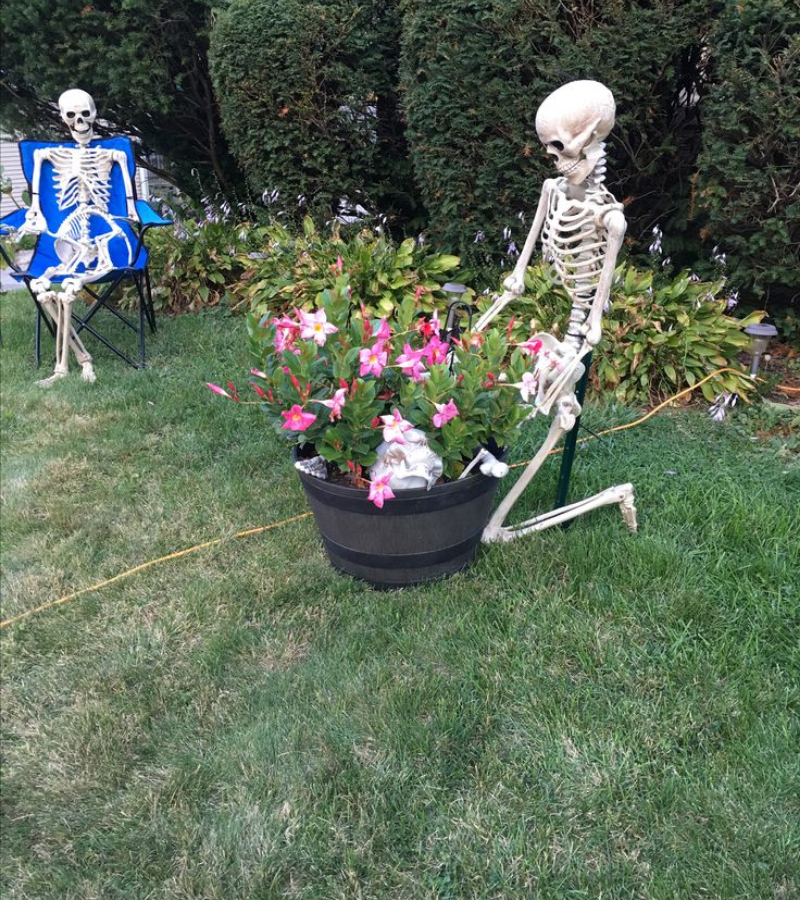 Skeleton bê hoa