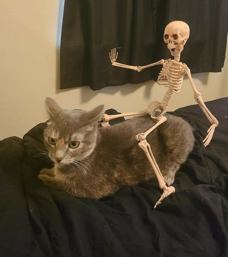 Skeleton cưỡi mèo