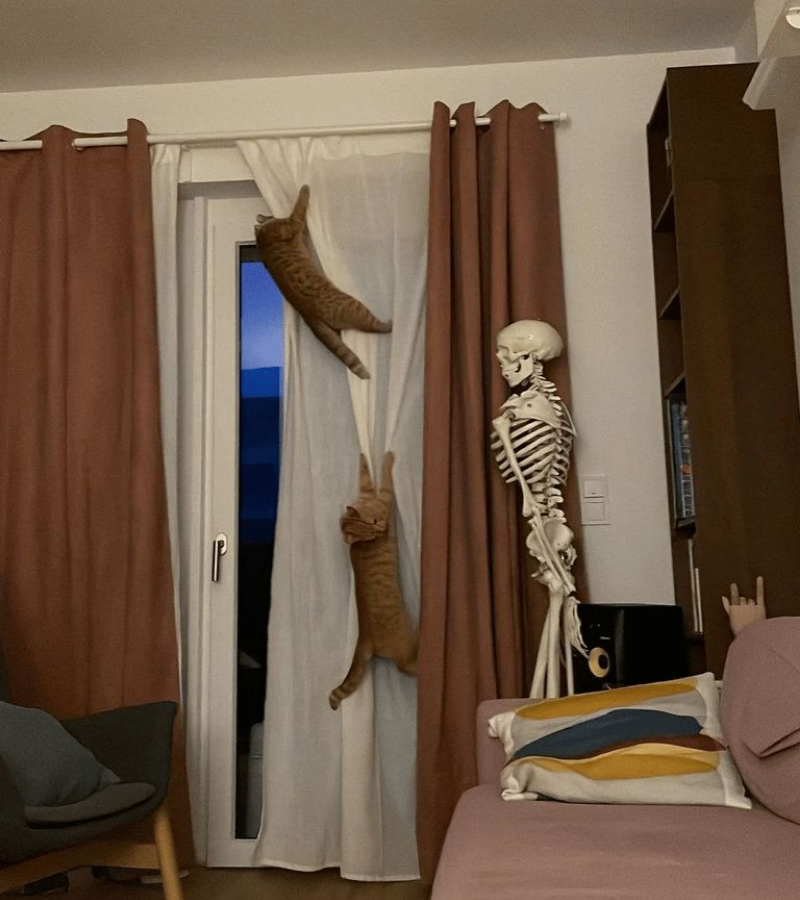 Skeleton chơi với mèo