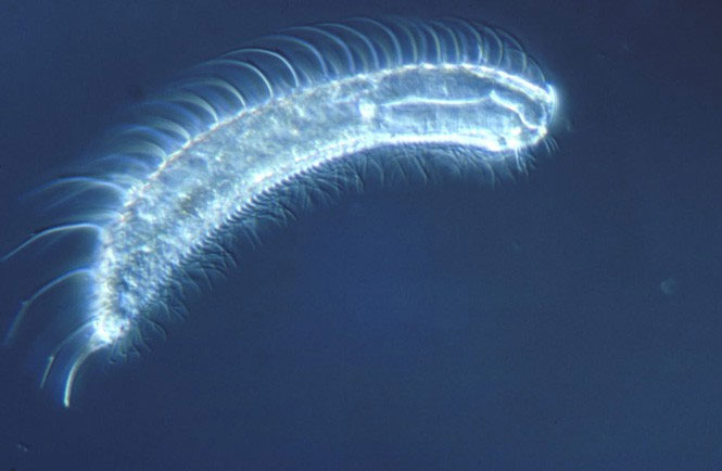 Bướm đêm Ấn Độ