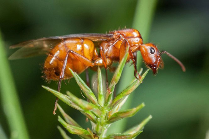 Ruồi xê xê