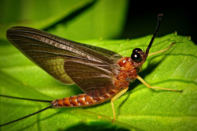 Những loài vật có tuổi thọ ngắn nhất thế giới