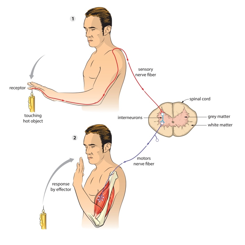 Cung phản xạ là gì? Ví dụ và ứng dụng của cung phản xạ trong cuộc sống 2