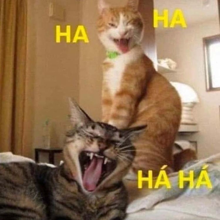 Meme mèo bựa cười