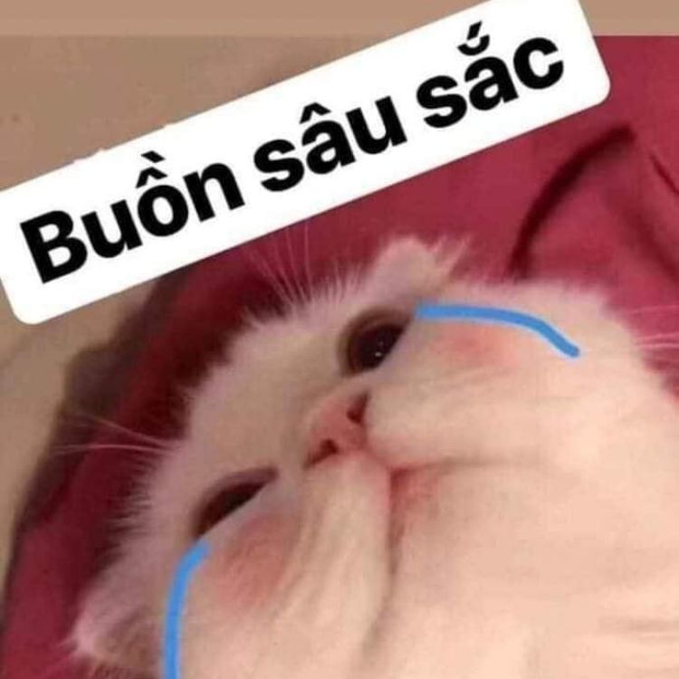 Meme mèo khóc