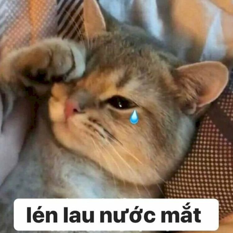 Meme mèo bựa khóc